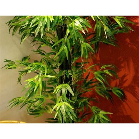 Una pianta giapponese è in grado di rallentare l'invecchiamento. Piante finte artificiali da arredo interno: Bambù 220 cm.