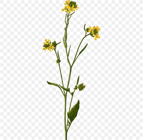 Brassica Nigra Brassica Juncea White Mustard Sinapis Arvensis Png