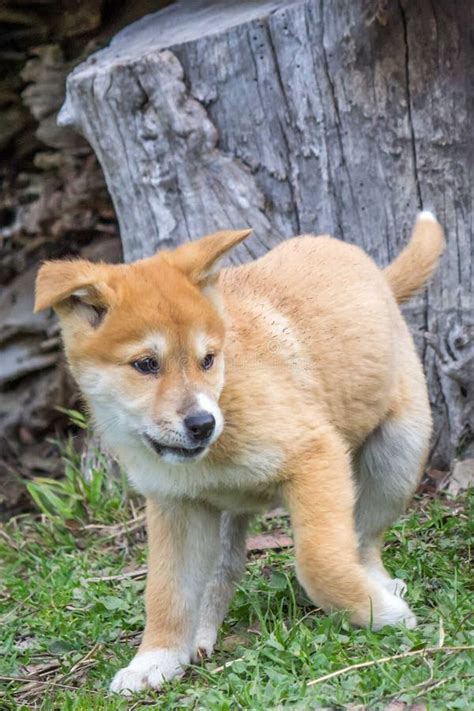 Purebred Dingo Puppy Victoria Australia August 2018 Stock Photo