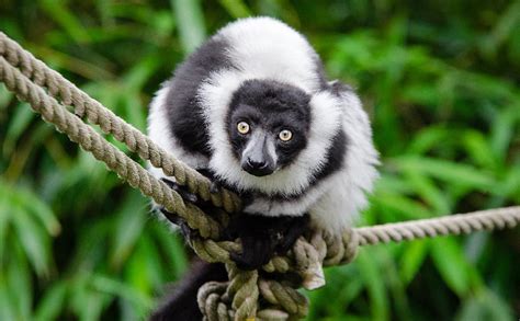 Black And White Ruffed Lemur The Animal Facts Appearance Behavior