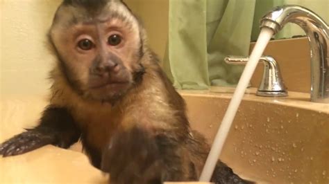 Monkey Playing In Water Adorable Youtube