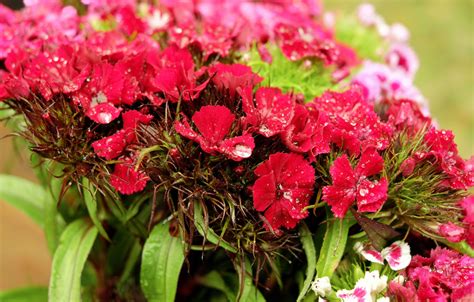 Gambar Menanam Titisan Hujan Berwarna Merah Muda Flora Bunga