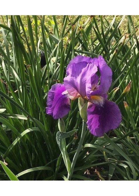 1 Old Fashion Purple Bearded Iris Tall Rhizome Reblooming Etsy