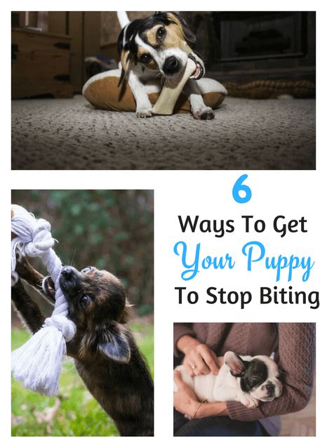 6 Actionable Tips To Get Your Puppy To Stop Biting In A Week