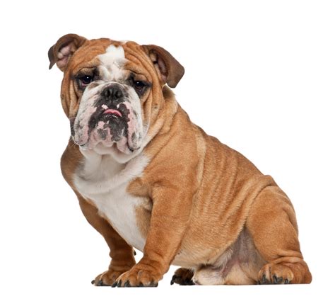 43 Olde English Bulldog Skin Problems Photo Bleumoonproductions