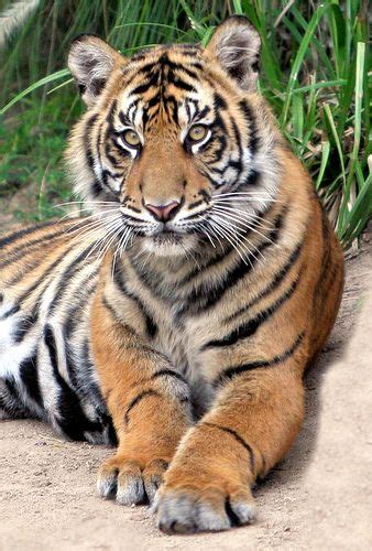 Save The Tiger Tiger Love Tiger Pictures Cute Animal Pictures Large