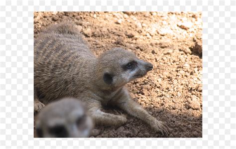 Houston Zoo Meerkat Meerkat Hd Png Download 600x600 6175077
