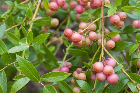 Pink Lemonade Blueberry Shrubs Care And Growing Guide