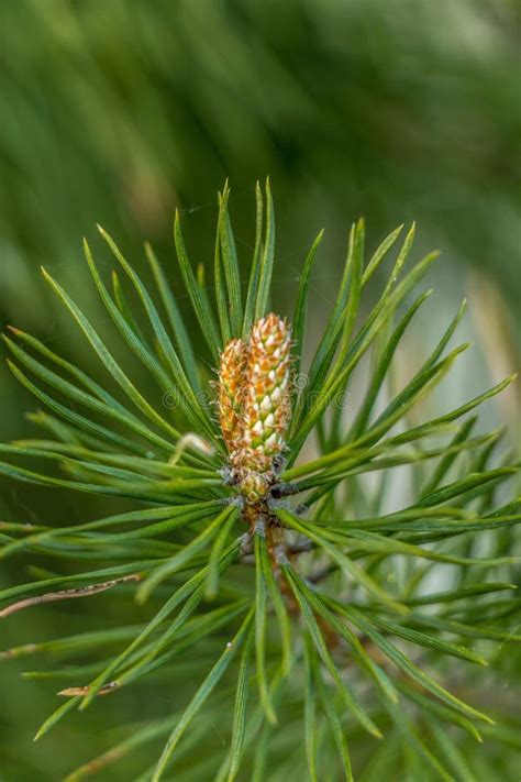 Pine Shoots Close Ups Stock Photo Image Of Coniferous 53949200