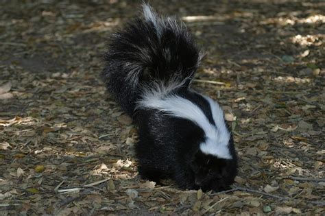 Can Baby Skunks Spray Wildlife Control Cambridge