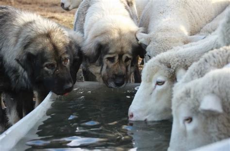 The Rise Of Livestock Guardian Dogs