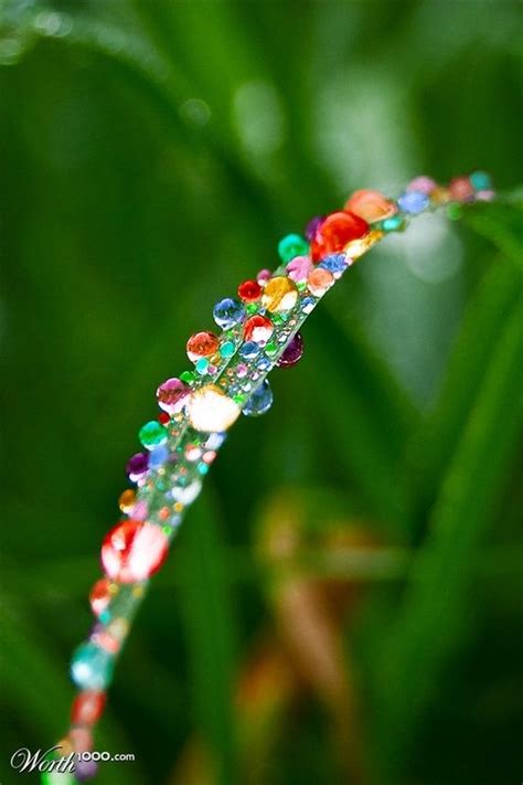 Pin On Dewdrops