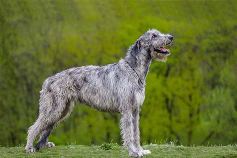 The Irish Wolfhound Petbond