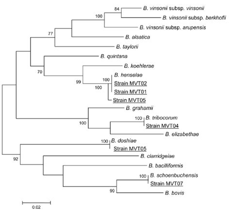 Figure Rpob Gene Based Phylogenetic Tree Showing The Relationships Of