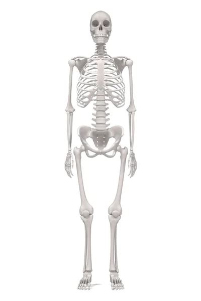 Illustration Of A Female Skeleton Stock Photos Royalty Free