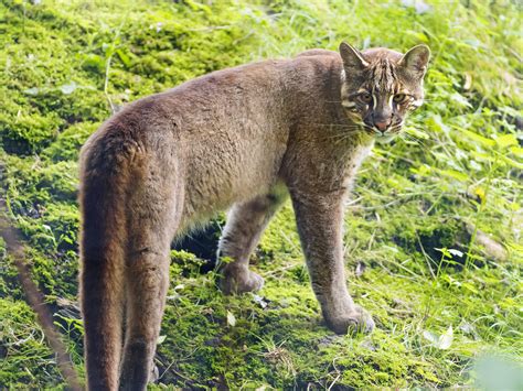 Types of Wild Cats - Images and Facts - Kitty Cats blog