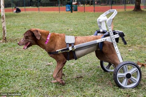 Use Of Prosthetic Limb For A Disabled Dog Petvet