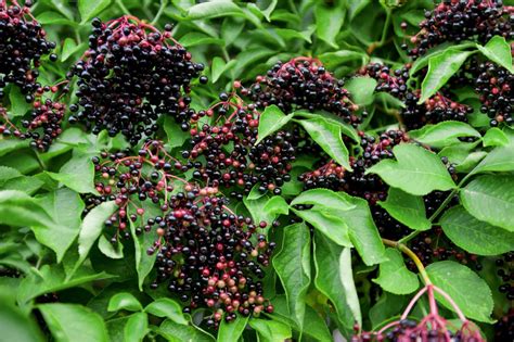 Common Elderberry Plant Care And Growing Guide