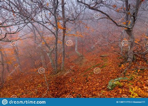 Misty Autumn Day Landscape In The Mountains In The Frame Of Trees