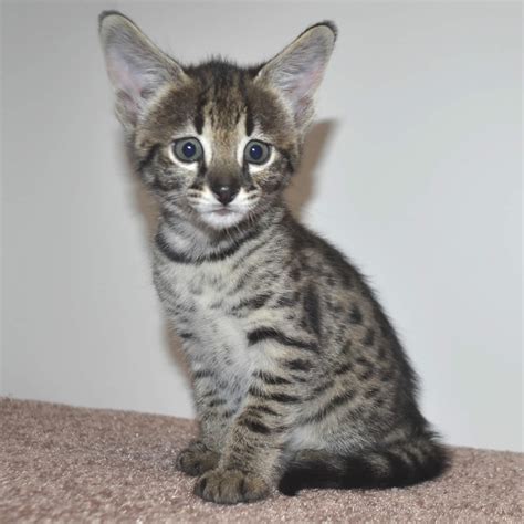 F1 savannah kittens is an expert savannah cat breeder. F2 Savannah Kittens Available in Ohio Savannah Cats Call ...