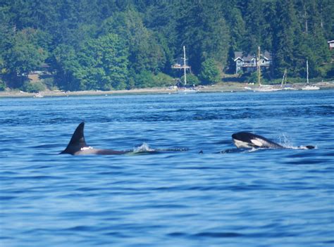 July 15th — Vancouver Island Whale Watch Nanaimo Bc