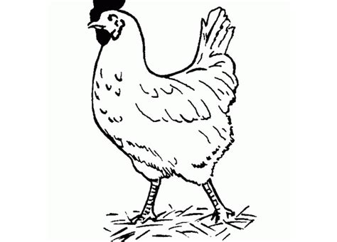 Chickens eat worms, insects, seeds, grains, snails, slugs, fruits, vegetables and many other foods. Chicken Template - Animal Templates | Free & Premium Templates