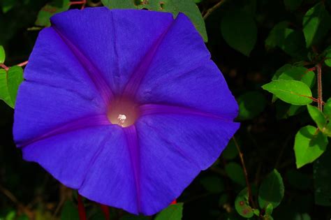 Blue Flower Ipomoea Ipomoea Morning Glory Blue Flower Flickr