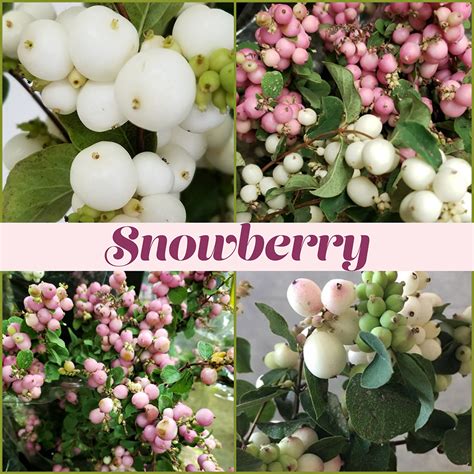 Floral Friday ~ Snowberry Dreisbach Wholesale Florists