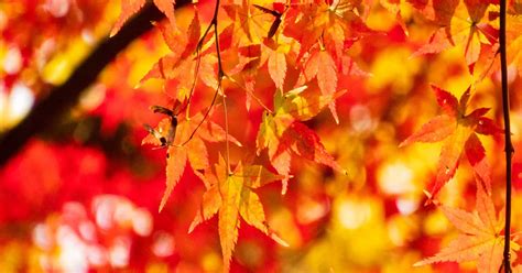8 Trees With Orange Fall Leaves The Garden Magazine