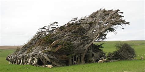 Slope Point Trees Beauty Created By Force Of Nature Unusual Places