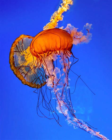Jelly Fish By Paul Zeinert 500px Beautiful Sea Creatures Jellyfish