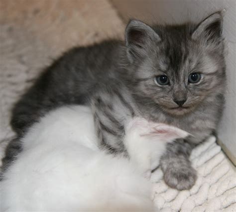 cuteness overload! : Kitten