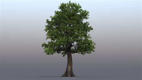 Oak Tree 03 3d Model Turbosquid 1625020