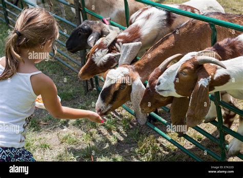 Sterling Heights Michigan Children Feed Farm Animals At A Petting
