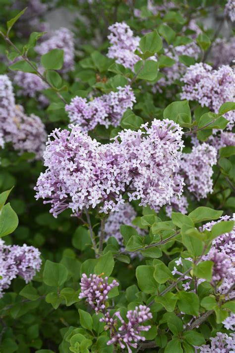 Dwarf Lilac Bush Varieties