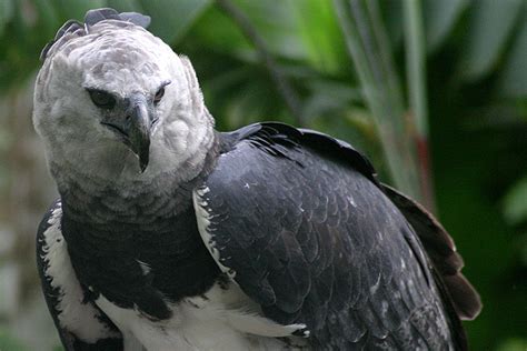 Águila Arpía Una Especie Venezolana Vulnerable