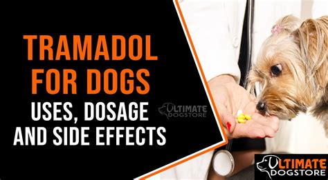 Tramadol For Dogs Uses Dosage And Side Effects Ultimate Dog Store
