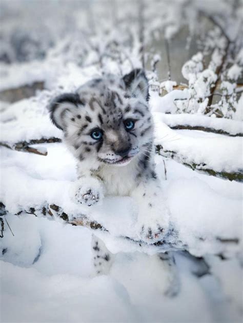 Snow Leopard Cub Snowflake By Maria Trotsenko Tedsby
