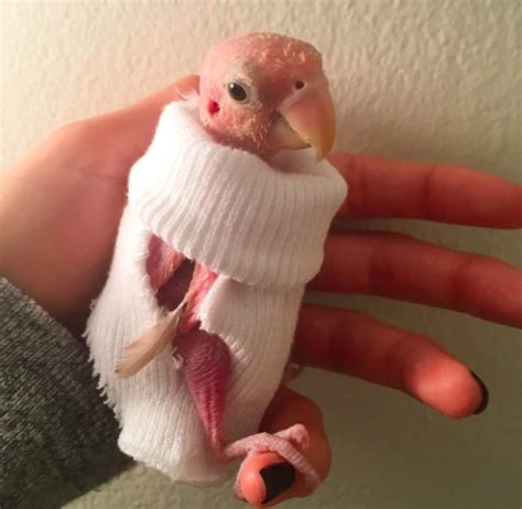 This Naked Lovebird Is Being Sent Mini Jumpers By Adoring Fans From All Over The World