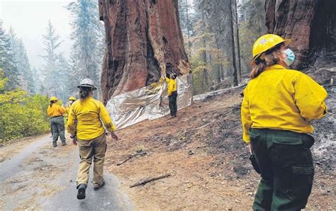 California Wildfires Kill Thousands Of Mature Giant Sequoias