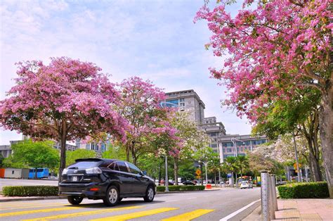 Oleh daviddiposting pada 12 maret 2019. Bunga Sakura Malaysia di merata tempat menarik perhatian ...