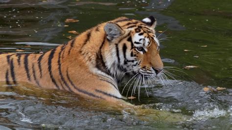 Siberian Tiger And Cub Panthera Tigris Altaica Image Free Stock