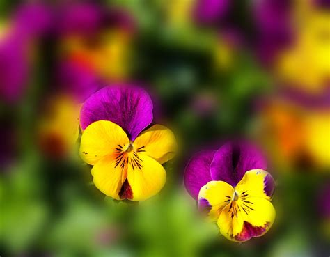 1366x768 Wallpaper Yellow And Purple Petaled Flowers Peakpx