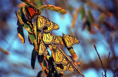 Monarch Butterfly In North America