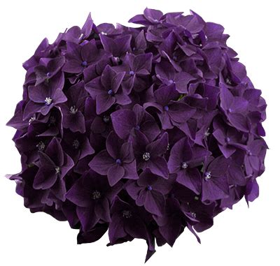 hortensia 'Deep Purple' - Google-søgning | Deep purple, Green, Purple