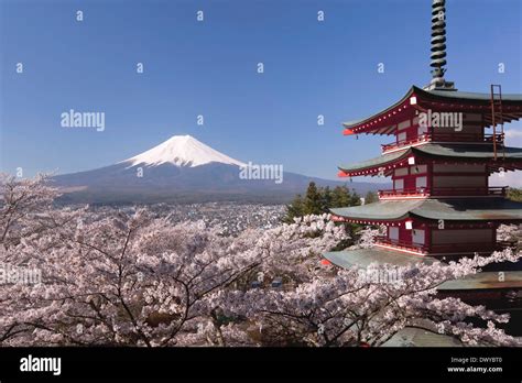 Flores De Cerezo Y Monte Fuji Fotografías E Imágenes De Alta Resolución