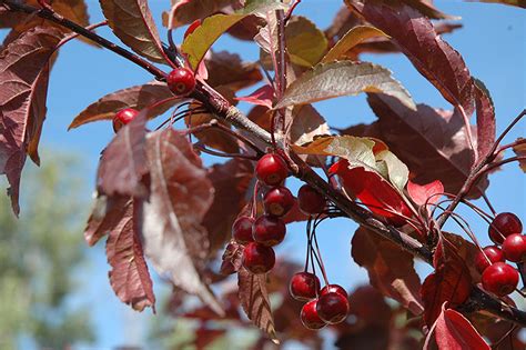 Your flowering crab tree stock images are ready. Royal Raindrops Flowering Crab (Malus 'Royal Raindrops ...