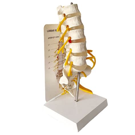 Buy Human Spine Lumbar Vertebrae Model With Sacrum Skeletal Medical Human Lumbar Spine