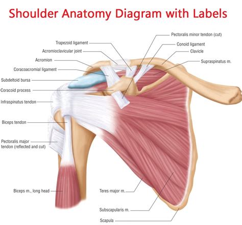 Immagine Correlata Shoulder Anatomy Shoulder Joint Anatomy Joints