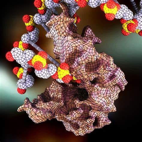 3d model dna ligase protein